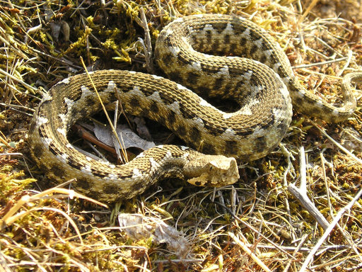 Reptiles and Amphibians of Bulgaria